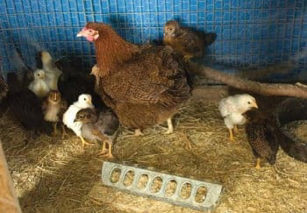 chickens and chicks