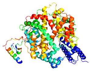 18 ACE2 enzyme 375px Protein ACE2 300