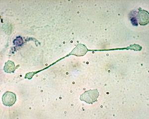 22 Macrophages of mouse 300