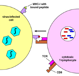 23 MHC1 CTL vic bind 300