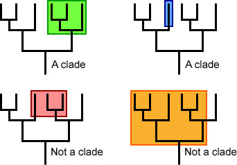 30 Clade 23342 evo resources resource image 260 original
