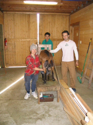 Interns Clair, Ken, Avi Clare milking w Avi Ken 2
