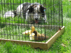 "Uncle" Merlin guarding Siona, Lass & Laddie Ducks MerlinCOMP300