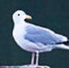 Seagull w eye 100