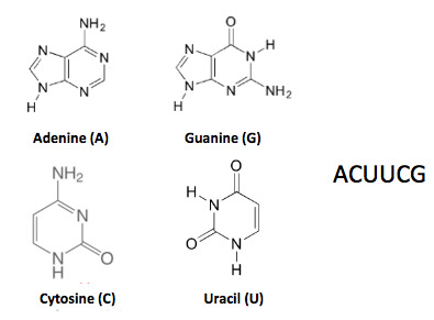 ACUUCG