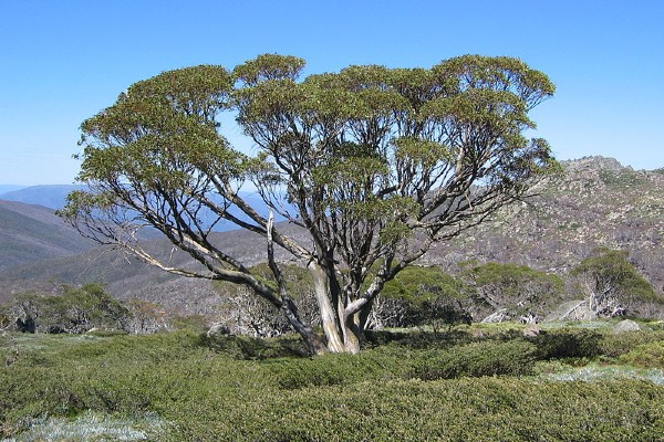 Snow Gum on the Dead Horse Gap Walk Wikimedia 6001