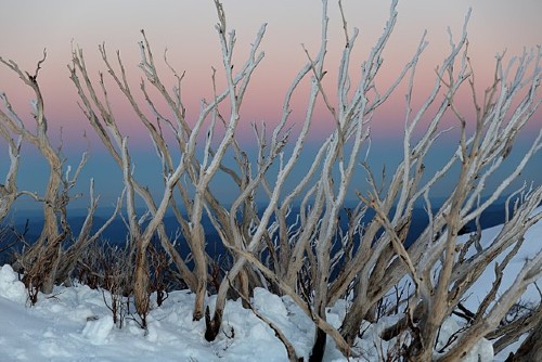 Snow Gums at dawn