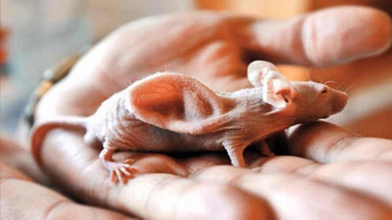 Vicanti Mouse | Credit: Oron Catts Vicanti mouse OronCatts TessaLena