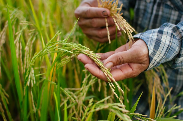 rice farmer hands Pixabay