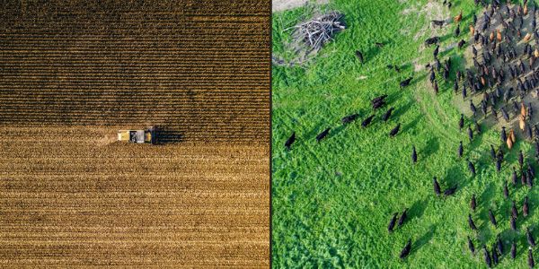 industrial monocrop vs rotational grazing