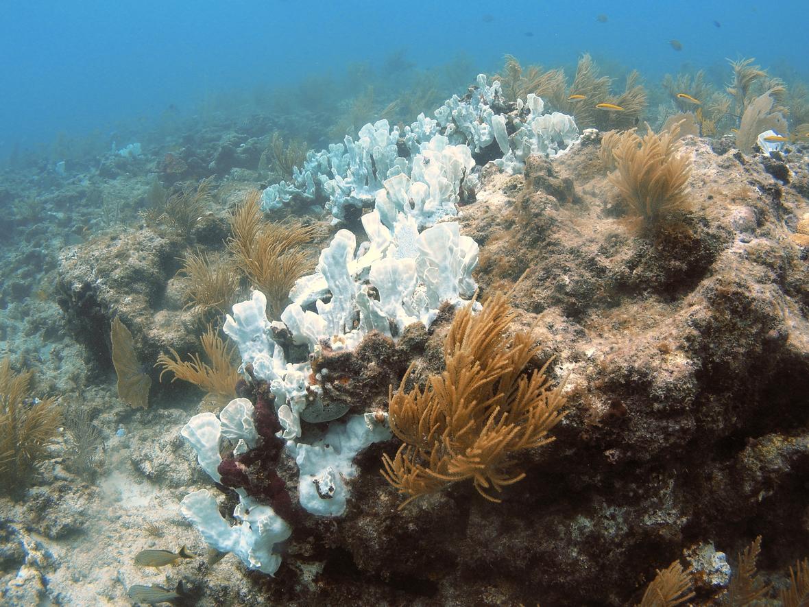 coral