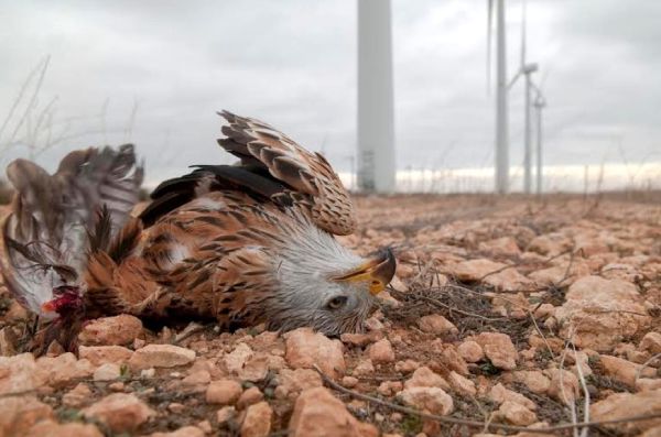 eagle death