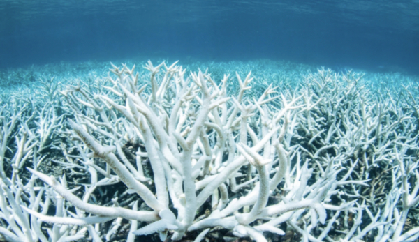 bleached coral reef