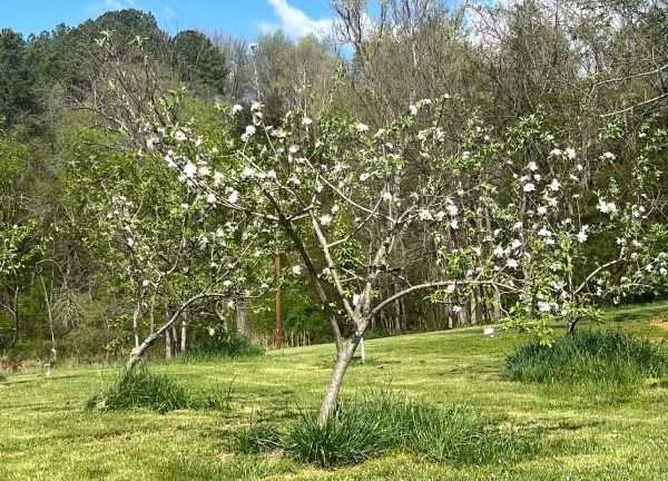 apple trees