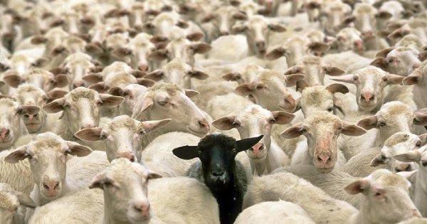 black sheep in herd