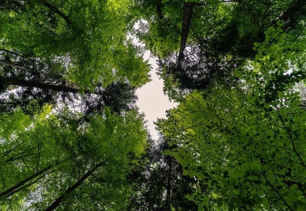 forest of trees