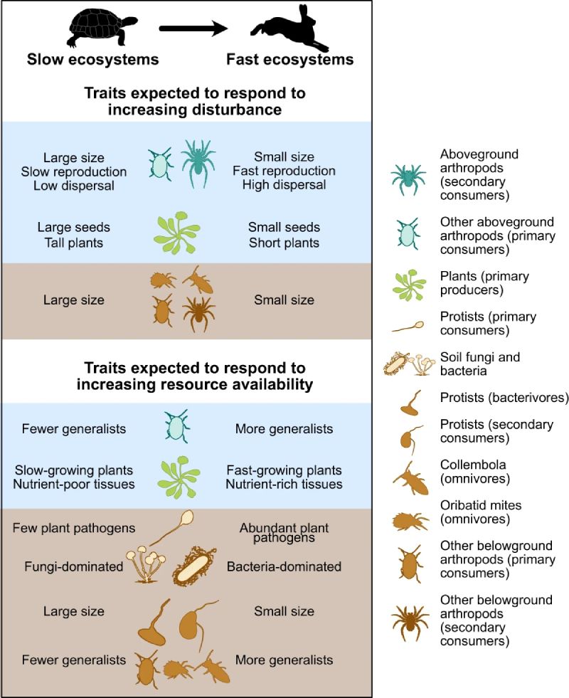 tortoise hare ecosystem chart