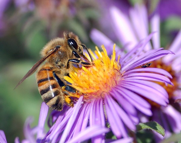 honey bee