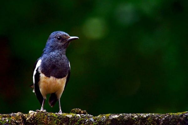 Magpie