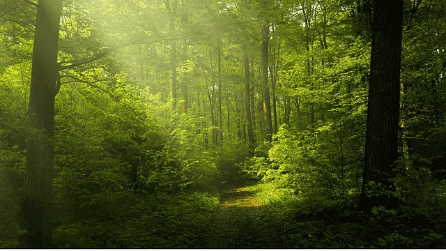 forest of trees