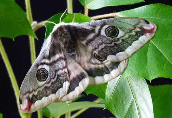 moth