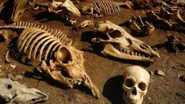 Skeletons in mass die-off