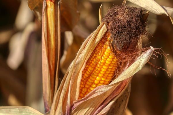 corn
