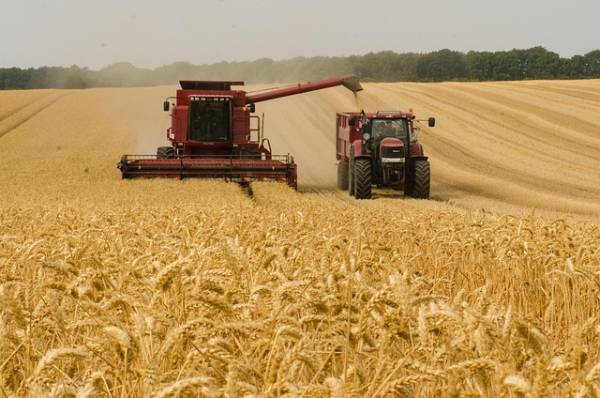 grain harvesting