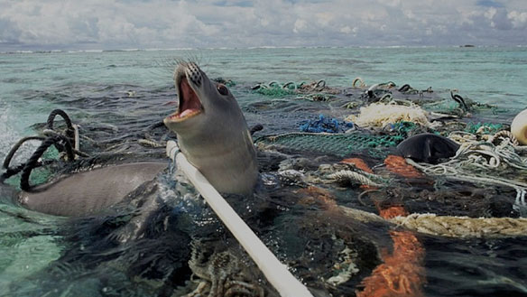 seal trapped in ocean debris