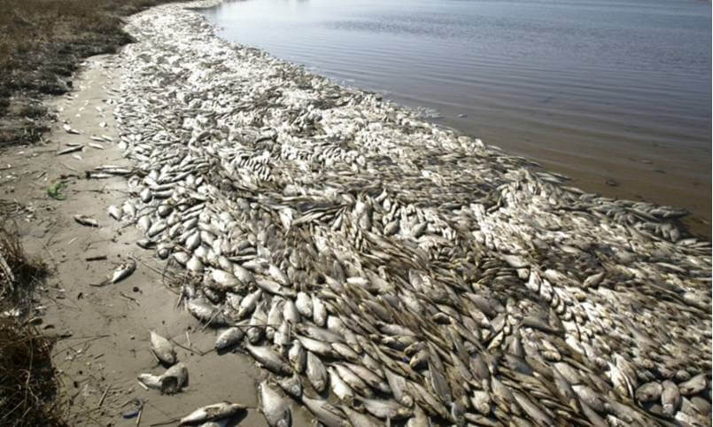 fish dieoff