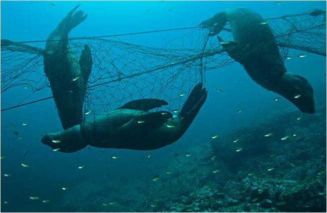 sea lion caught