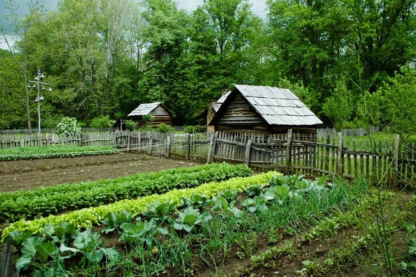 Garden vegetables