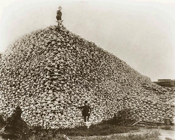 buffalo skulls