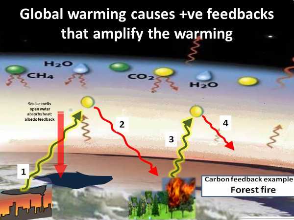 Forest Fire Feedback Diagram