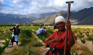S African Farmworkers
