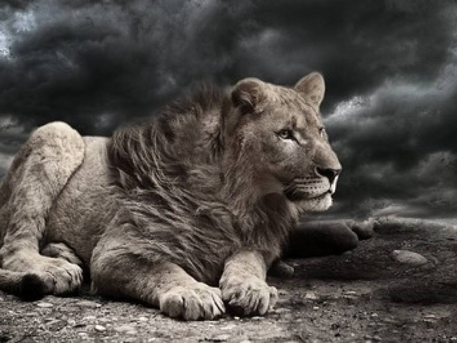 Out Like a Lion