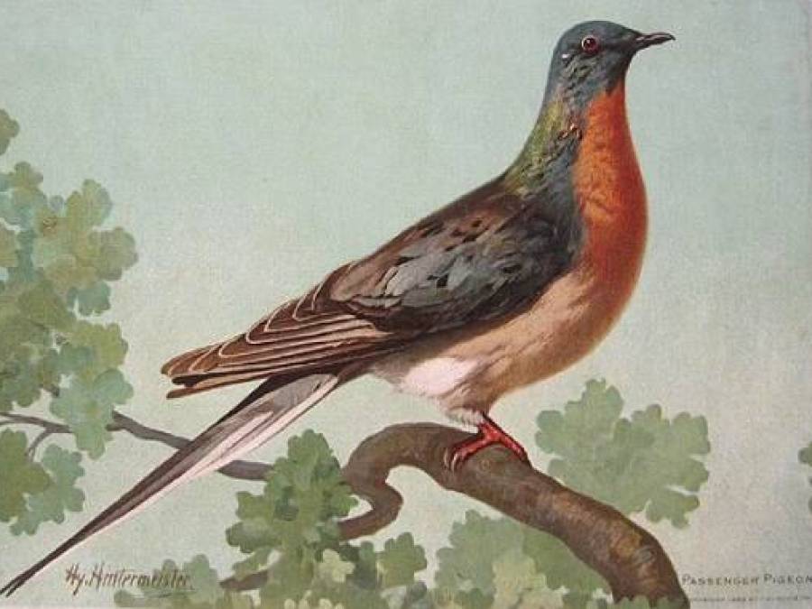 The Passenger Pigeon