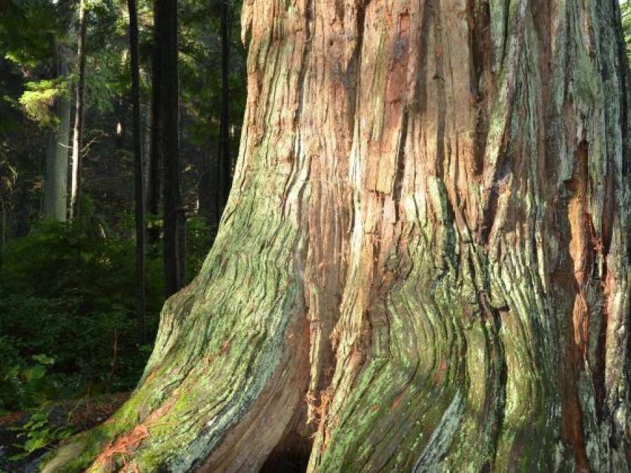Finding the Mother Tree
