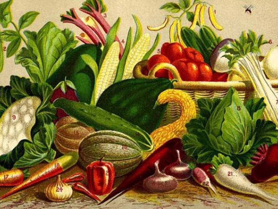 Winter Gardens - 18 Vegetables You Can Grow in the Winter