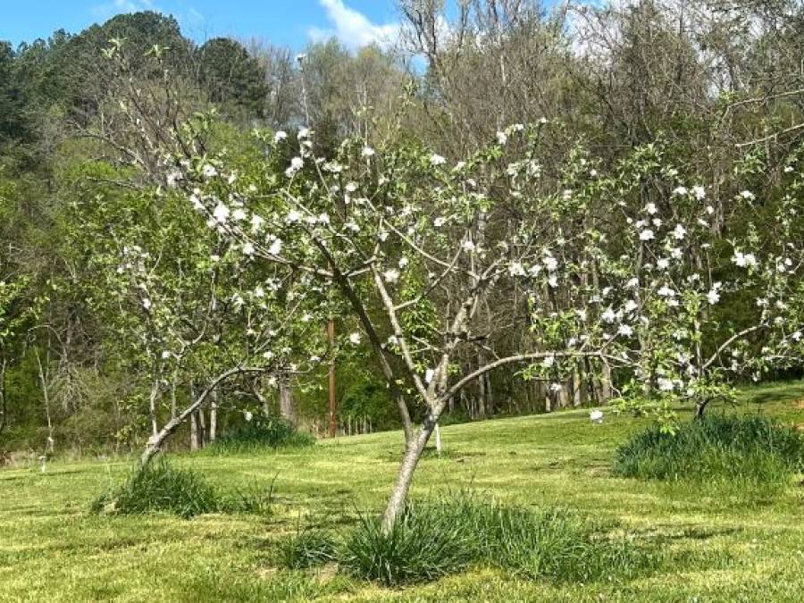 Homesteading: A Journey of Self-Sufficiency