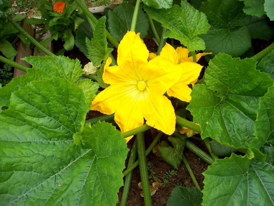 Planting Spring Rebellions