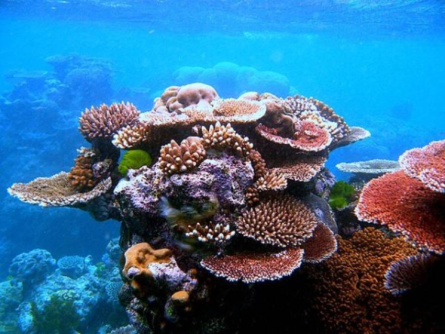 Overheated Ocean Destroys Entire Ecosystems