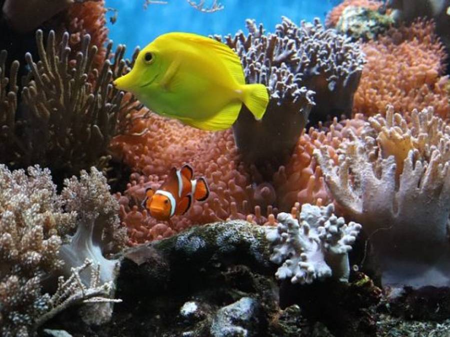 Deep-Sea Mining &ndash; The &ldquo;Green Transition&rdquo; Turns into a Threat for the World&rsquo;s Oceans 