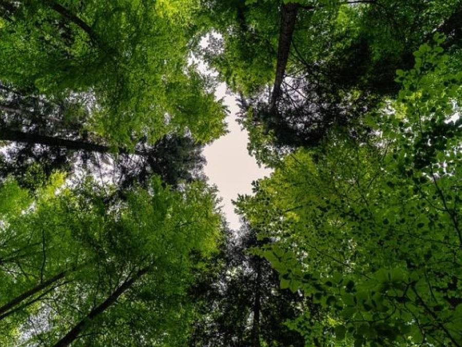 Yet Another Self-Reinforcing Feedback Loop Ensures the Irreversibility of Climate Change