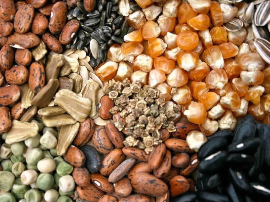 Timeless Topic - The Importance of Saving the Right Seeds