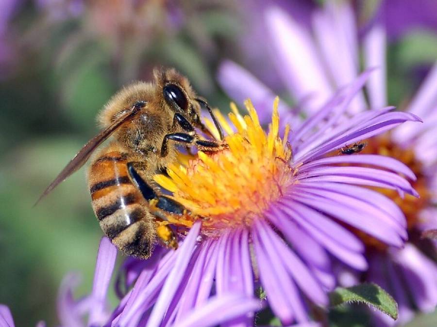 U.S. Honeybee Deaths Reach Record High: Survey