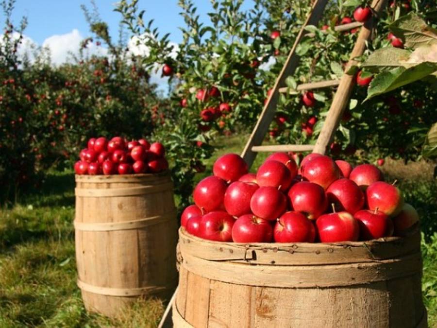 Science Snippets: Climate Change Endangers Many Crops