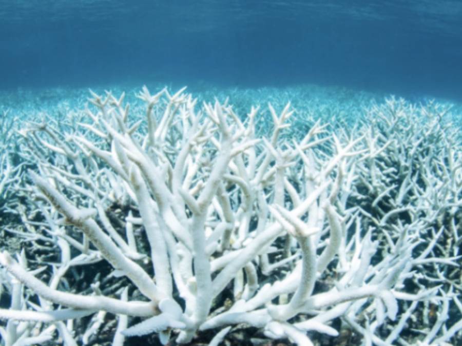 The Oceans Just Hit an Ominous Milestone