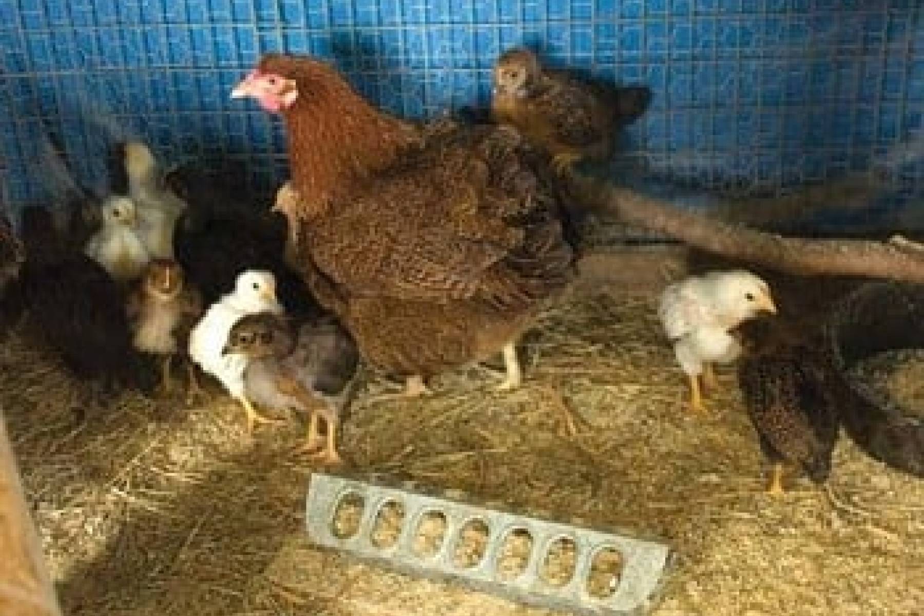 Backyard Chickens  
