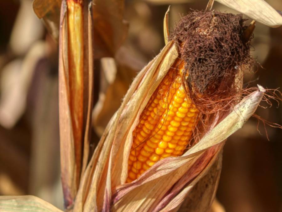 The Revenge of Corn